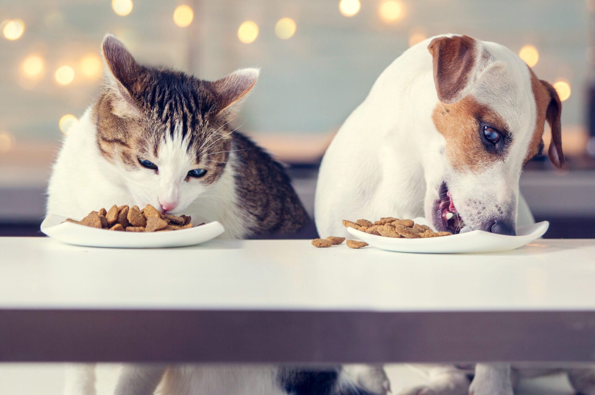 Dog with cat eating food Dog with cat eating food