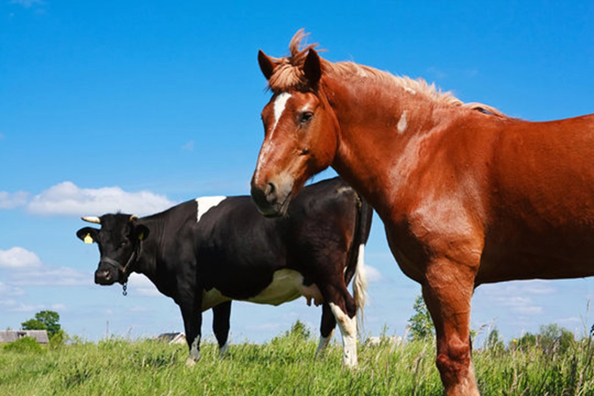 Livestock Nutrition - A horse and cow grazing in a pasture A horse and cow grazing in a pasture